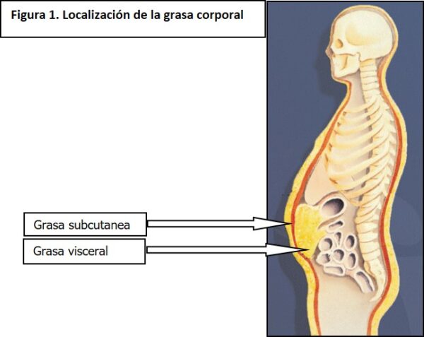 La Grasa De Nuestro Cuerpo PRODI